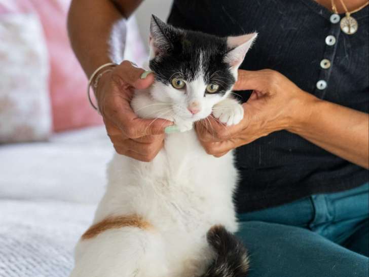 À adopter : chatonne tricolore