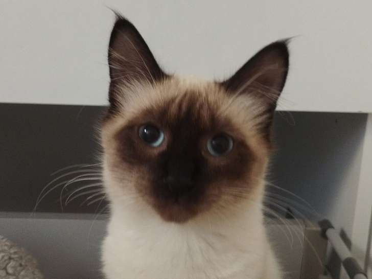 Disponible à l'adoption : chaton mâle de 5 mois