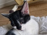 En attente d'adoption, chaton mâle noir et blanc
