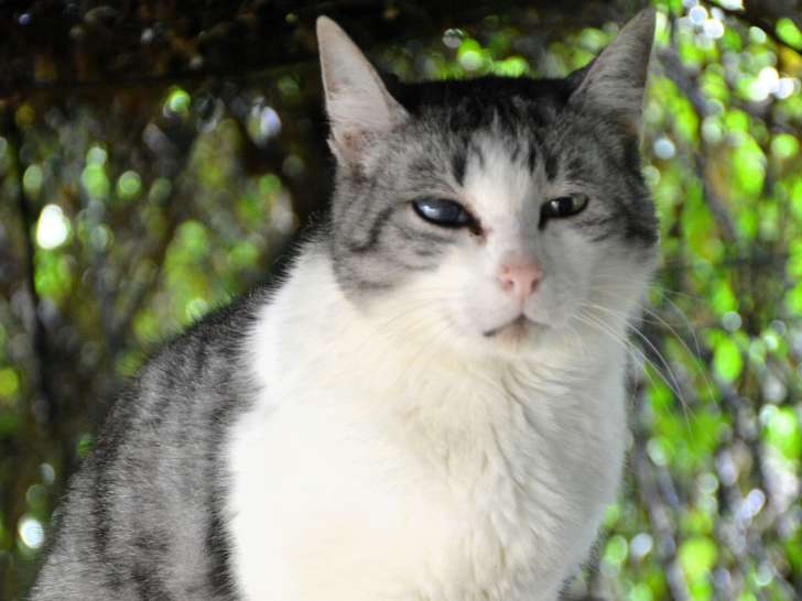 En quête d’une famille, chat gris et blanc