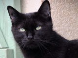 À adopter : chatte noire