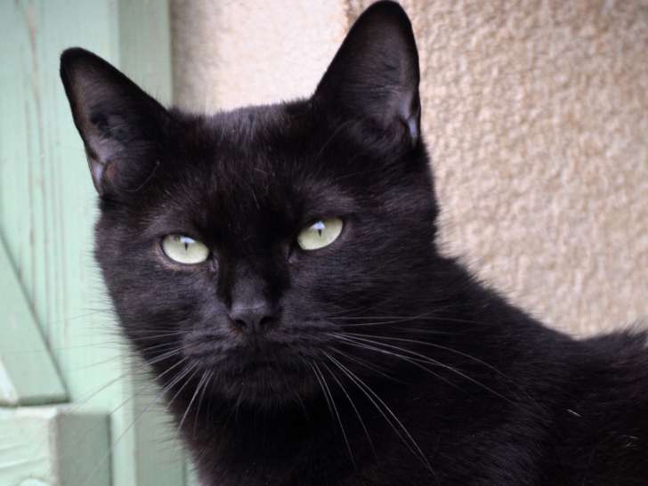 À adopter : chatte noire