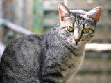 Disponible à l'adoption : chatte tigrée