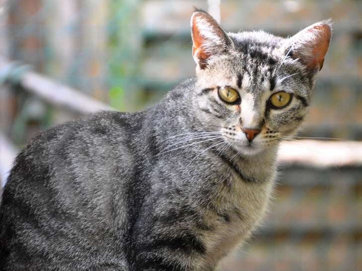 Disponible à l'adoption : chatte tigrée