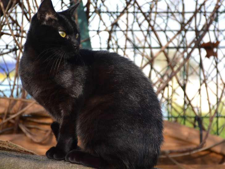 En attente d'adoption : chatte d’un an