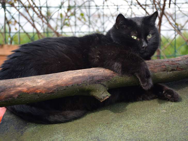 À la recherche d’une famille : chat âgé de 5 ans