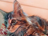 Chaton Maine Coon LOOF à vendre