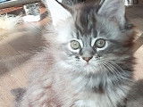 Chaton Maine Coon LOOF à vendre