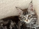 Chaton Maine Coon LOOF à vendre