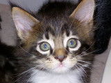 Chaton Maine Coon LOOF à vendre