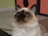 Magnifiques chatons Sacré de Birmanie LOOF à vendre