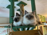 Magnifiques chatons Sacré de Birmanie LOOF à vendre