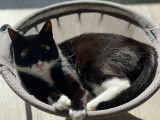 Chat adulte à donner