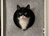 Chat adulte à donner