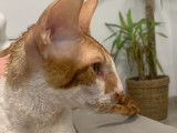Recherche femelle Cornish Rex pour saillie