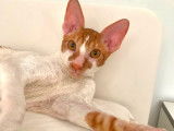 Recherche femelle Cornish Rex pour saillie