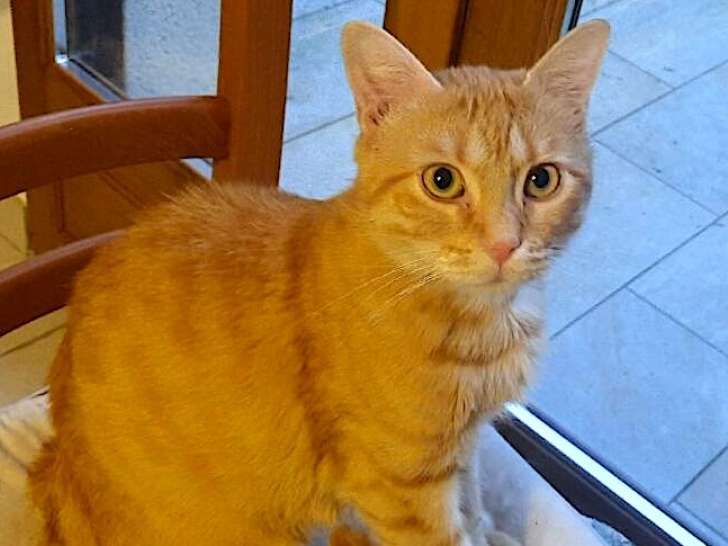 Maxou, chat mâle de 2 ans à l'adoption