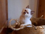 Un chaton mâle Sacré de Birmanie LOOF à vendre