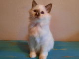 Un chaton mâle Sacré de Birmanie LOOF à vendre