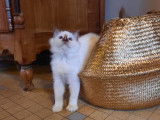 Un chaton mâle Sacré de Birmanie LOOF à vendre