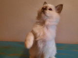Un chaton mâle Sacré de Birmanie LOOF à vendre