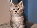 5 chatons Maine Coons LOOF à réserver