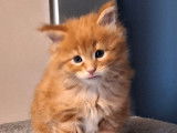 5 chatons Maine Coons LOOF à réserver