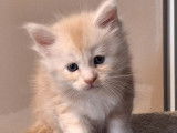 5 chatons Maine Coons LOOF à réserver