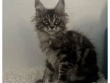 À vendre, 2 chatons mâles Maine Coons LOOF
