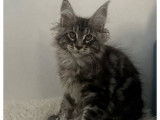 À vendre, 2 chatons mâles Maine Coons LOOF