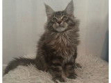À vendre, 2 chatons mâles Maine Coons LOOF