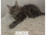 À vendre, 2 chatons mâles Maine Coons LOOF