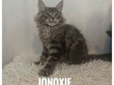 À vendre, 2 chatons mâles Maine Coons LOOF