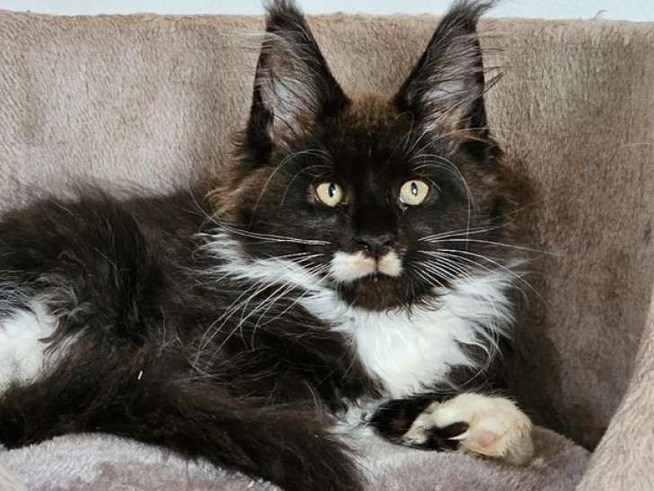 3 chatons femelles Maine Coons LOOF à vendre