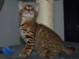 4 chatons Bengals LOOF disponibles à la réservation