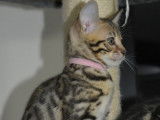 4 chatons Bengals LOOF disponibles à la réservation