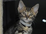 4 chatons Bengals LOOF disponibles à la réservation