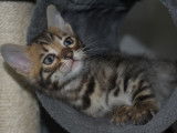 4 chatons Bengals LOOF disponibles à la réservation