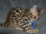 4 chatons Bengals LOOF disponibles à la réservation