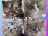 À réserver : 4 chatons Sibériens LOOF