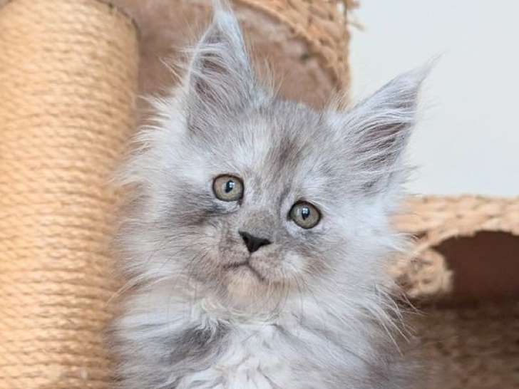 2 chatonnes Maine Coons LOOF à réserver