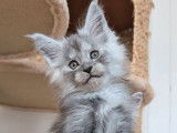2 chatonnes Maine Coons LOOF à réserver