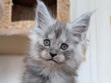 2 chatonnes Maine Coons LOOF à réserver