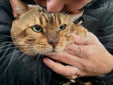 À vendre : un chat Bengal LOOF