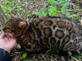 À vendre : un chat Bengal LOOF