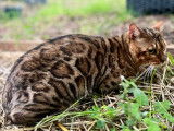 À vendre : un chat Bengal LOOF