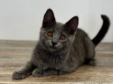 Chaton chartreux mâle LOOF stérilisé