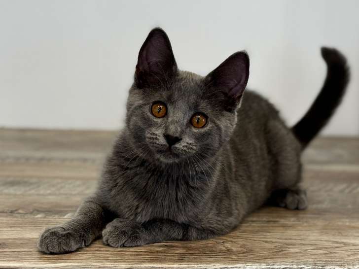 Chaton chartreux mâle LOOF stérilisé