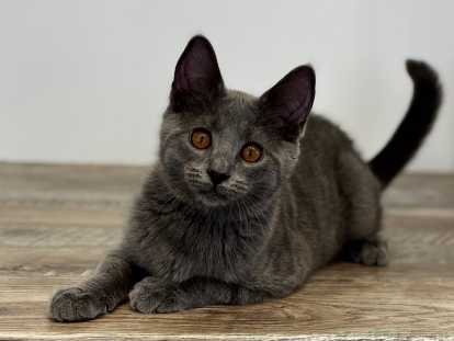 Chaton chartreux mâle LOOF stérilisé