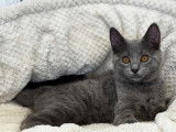 Chaton chartreux mâle LOOF stérilisé